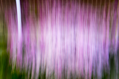 Pan Blur purple flowers